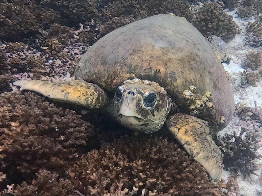 Muscat: Daymaniyat Islands Try Scuba Diving Trip