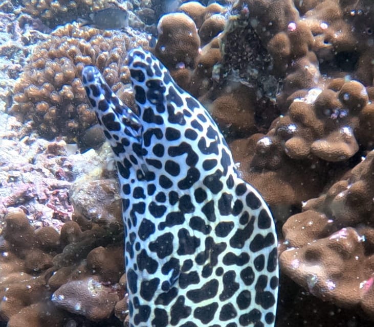 Muscat: Daymaniyat Islands Try Scuba Diving Trip
