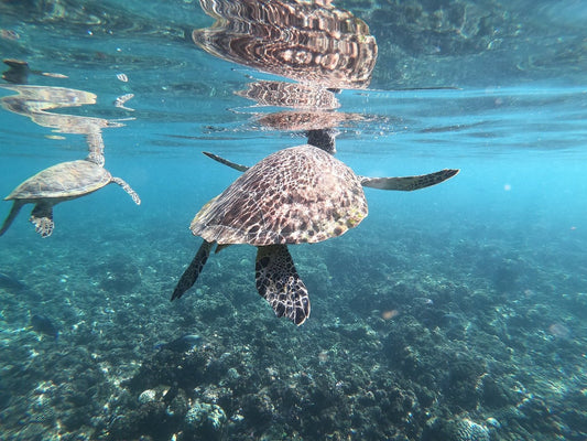 Muscat: Dimaniyat Island Snorkling Trip with Lunch