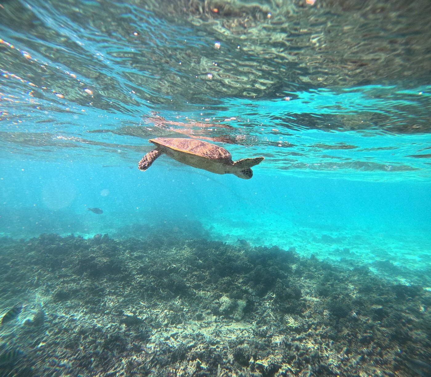 Muscat: Dimaniyat Island Snorkling Trip with Lunch