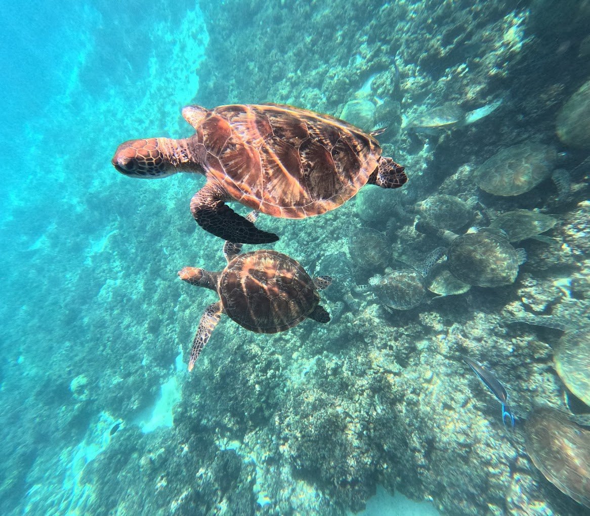 Muscat: Dimaniyat Island Snorkling Trip with Lunch