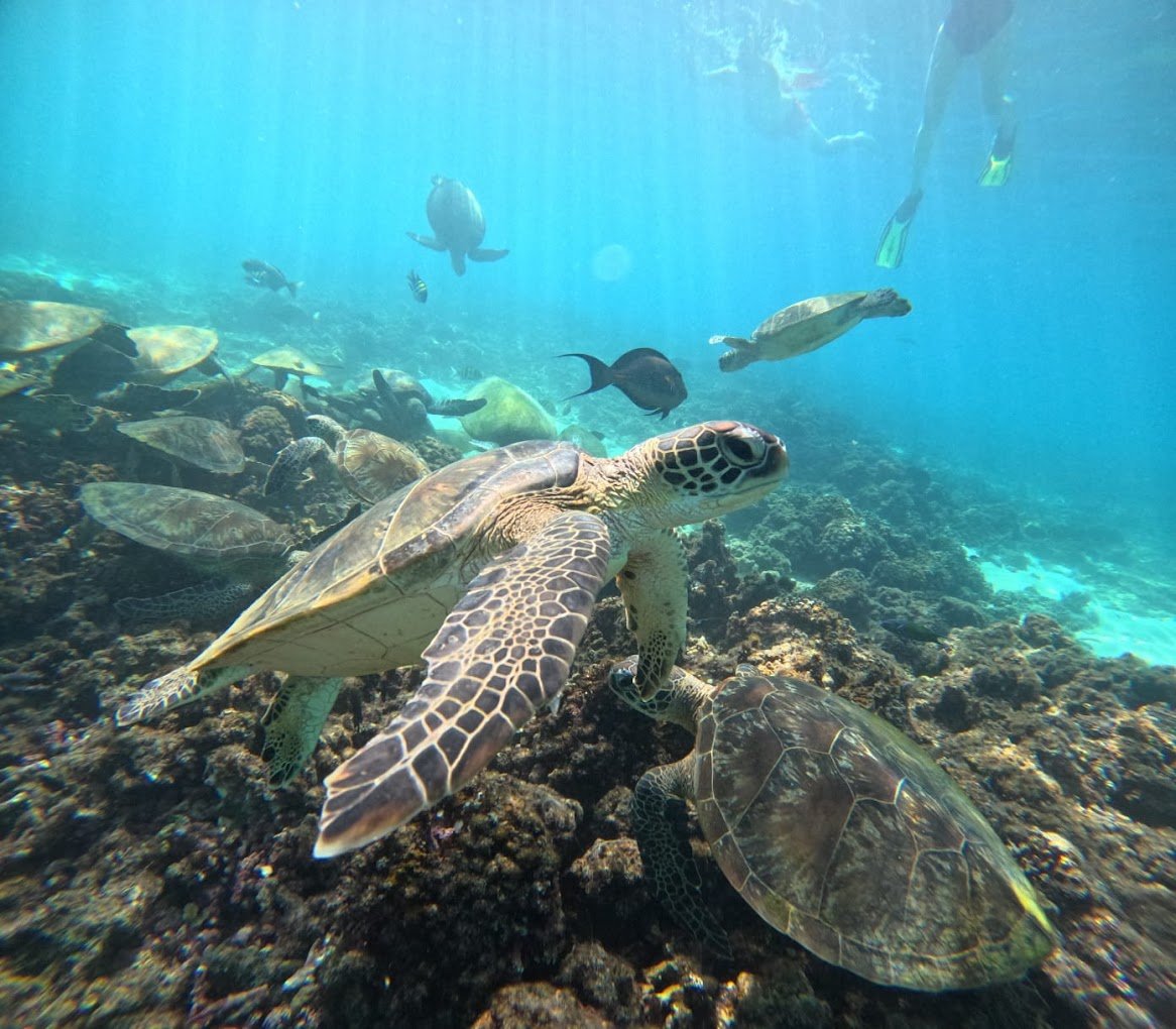 Muscat: Dimaniyat Island Snorkling Trip with Lunch