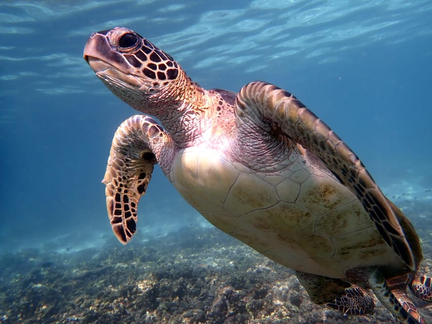 Muscat: Dimaniyat Islands Snorkeling Tour from Al - Seeb Marina