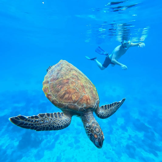 Muscat: Dimaniyat Islands Snorkeling Tour from Al - Seeb Marina