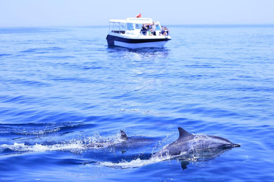 Muscat: Dolphin Watching and Snorkeling Boat Trip