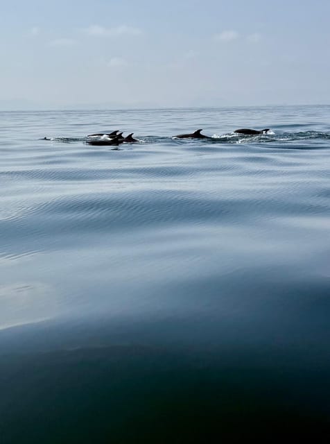 Muscat: Dolphin Watching Boat Trip with Local Guide