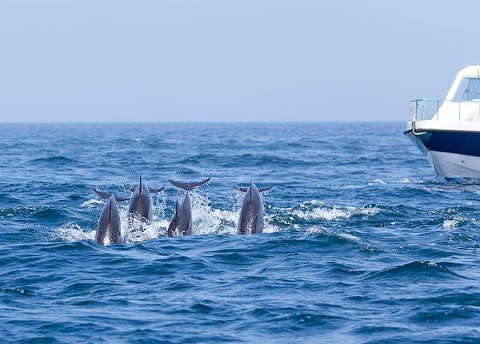 Muscat: Dolphin Watching Boat Trip with Local Guide