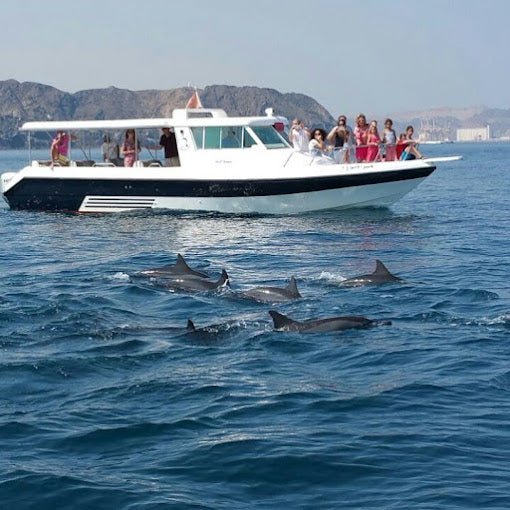 Muscat: Dolphin Watching Boat Trip with Local Guide