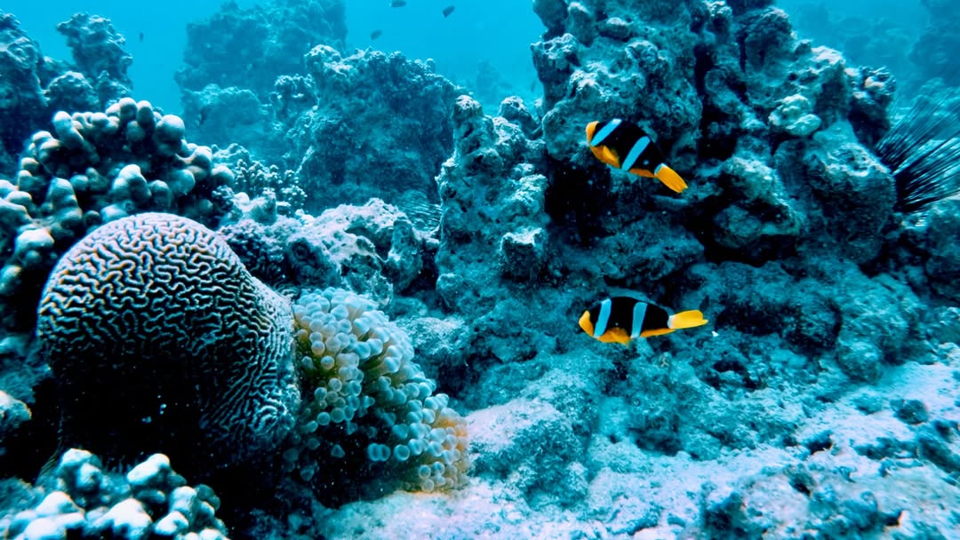 Daymaniyat Islands Snorkeling Experience