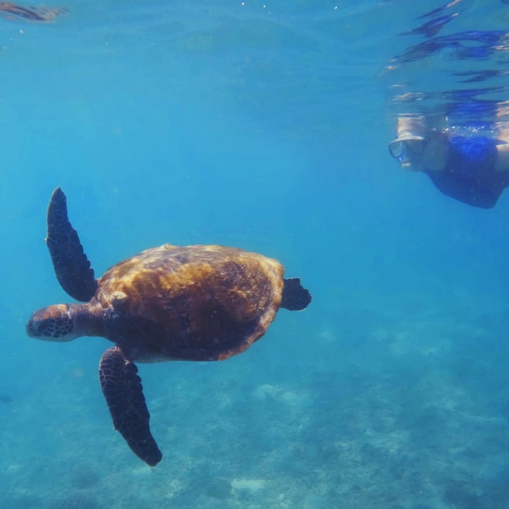 Muscat: Half - Day Daymaniyat Islands Dolphin Watching and Snorkeling Trip