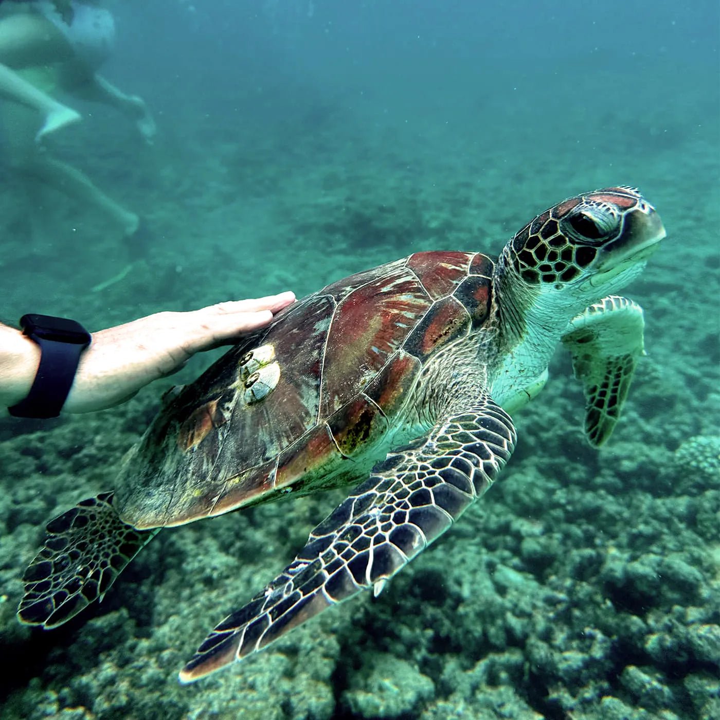 Muscat: Half - Day Daymaniyat Islands Dolphin Watching and Snorkeling Trip