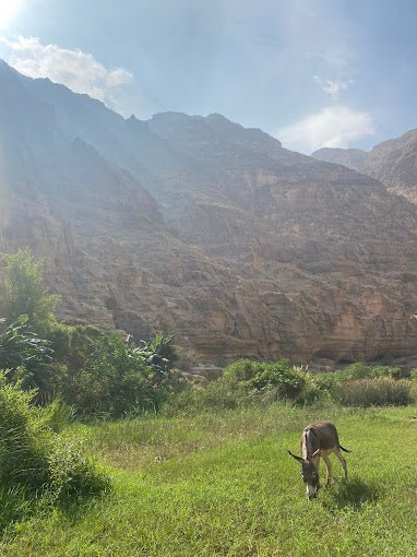 Muscat: Wahiba Sands and Wadi Bani Khalid Guided Tour