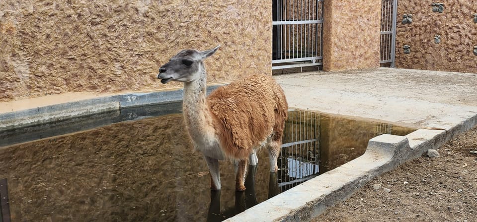 Muscat: Wahiba Sands Sunset Tour with Dinner and Optional Zoo Visit