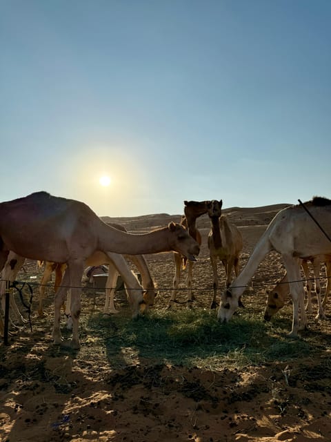 Muscat: Wahiba Sands Sunset Tour with Dinner and Optional Zoo Visit