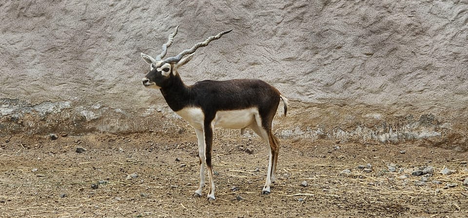 Muscat: Wahiba Sands Sunset Tour with Dinner and Optional Zoo Visit