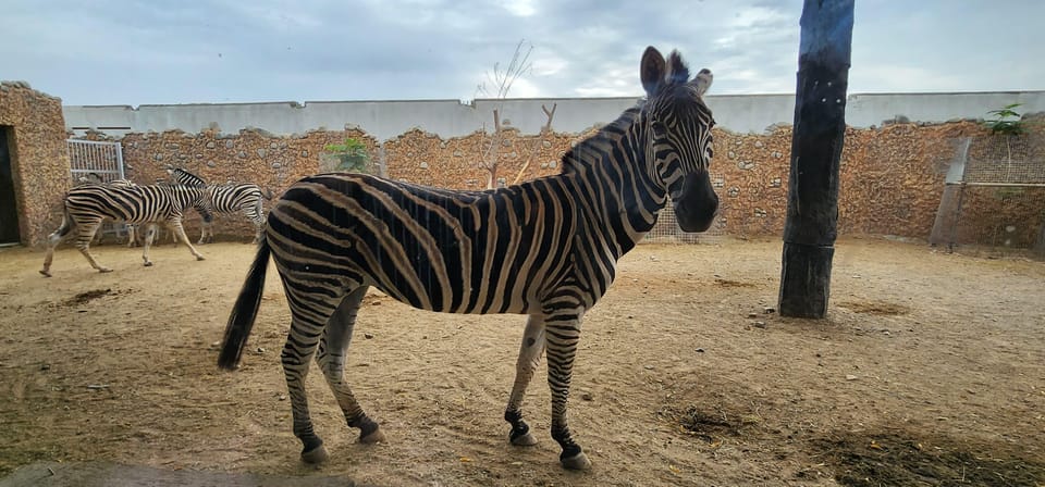 Muscat: Wahiba Sands Sunset Tour with Dinner and Optional Zoo Visit