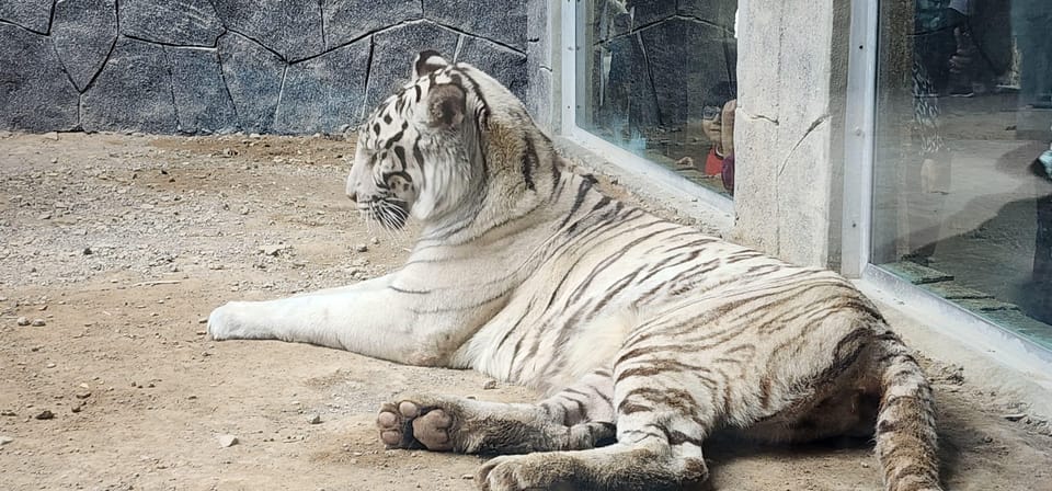 Muscat: Wahiba Sands Sunset Tour with Dinner and Optional Zoo Visit