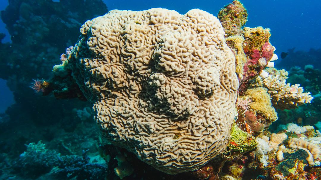 Marsa Alam: Öğle Yemeği ile Marsa Mübarek Şnorkelli Dalış Tekne Turu