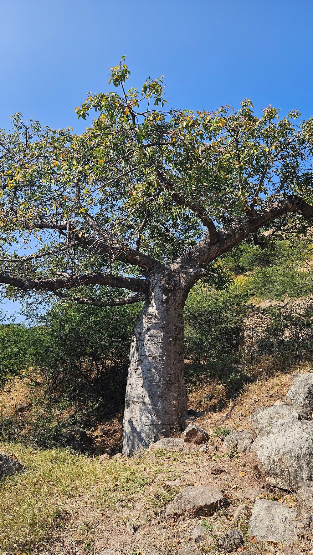 Salalah: East Coast Highlights Tour to Wadi Darbat Waterfalls and Jabal Samhan Mountain