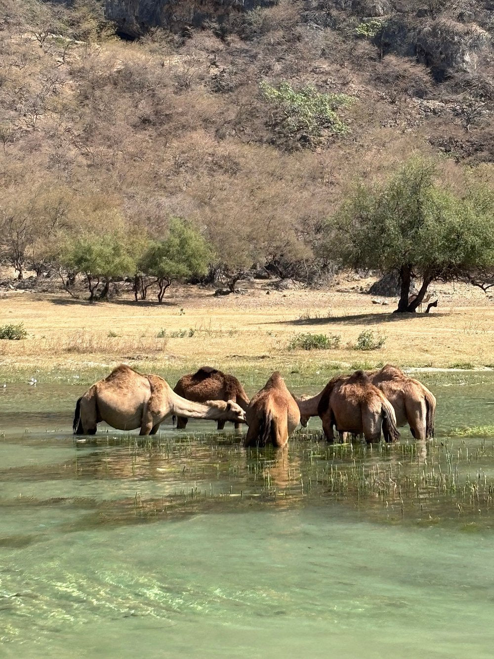 Salalah: East Coast Highlights Tour to Wadi Darbat Waterfalls and Jabal Samhan Mountain