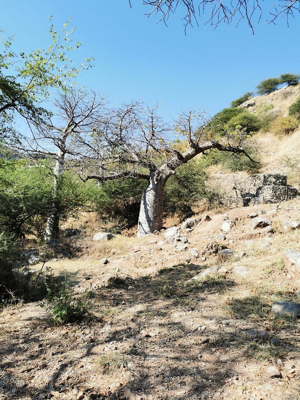 Salalah: East Coast Highlights Tour to Wadi Darbat Waterfalls and Jabal Samhan Mountain
