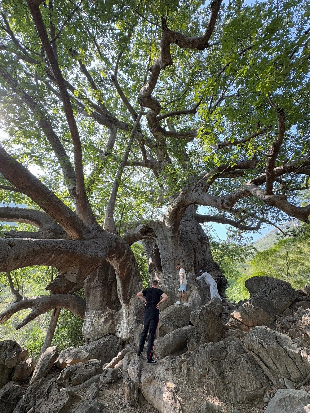 Salalah: East Coast Highlights Tour to Wadi Darbat Waterfalls and Jabal Samhan Mountain