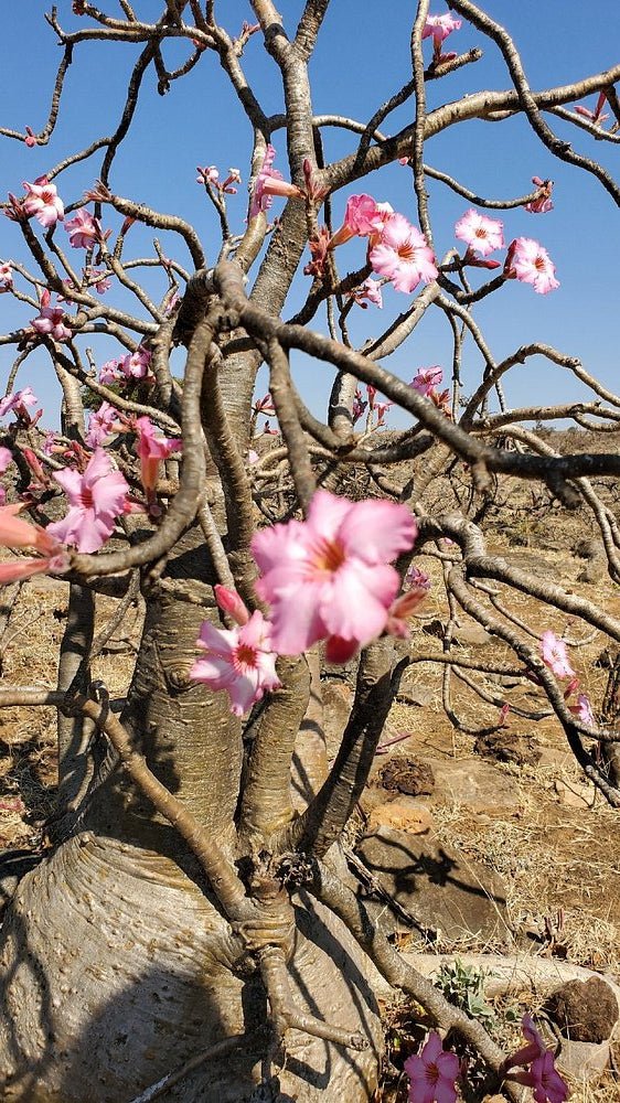 Salalah: East Coast Highlights Tour to Wadi Darbat Waterfalls and Jabal Samhan Mountain