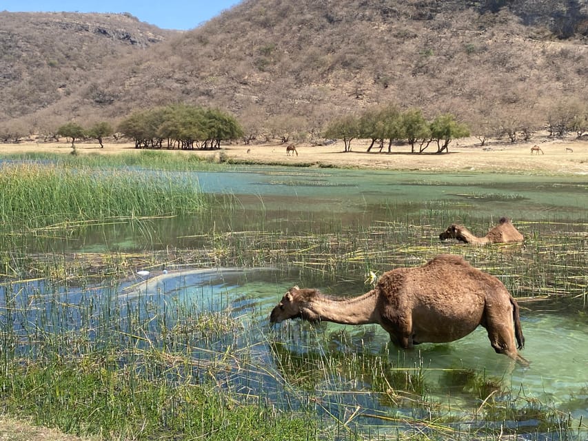Salalah: East Coast Highlights Tour to Wadi Darbat Waterfalls and Jabal Samhan Mountain