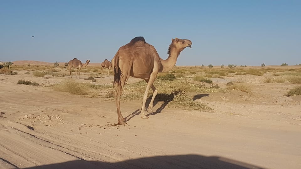 Salalah: Empty Quarter Desert Safari with Dune Bashing and Ubar Visit