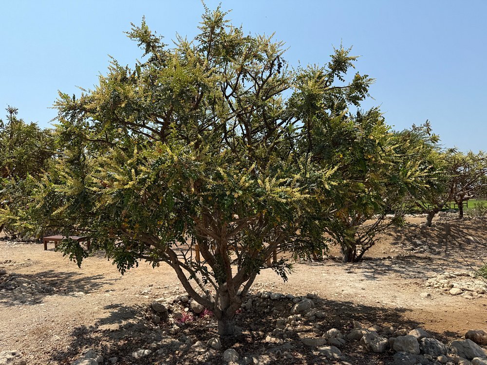 Salalah: Half - Day City Landmarks, Mountains, and Beach Private Guided Tour
