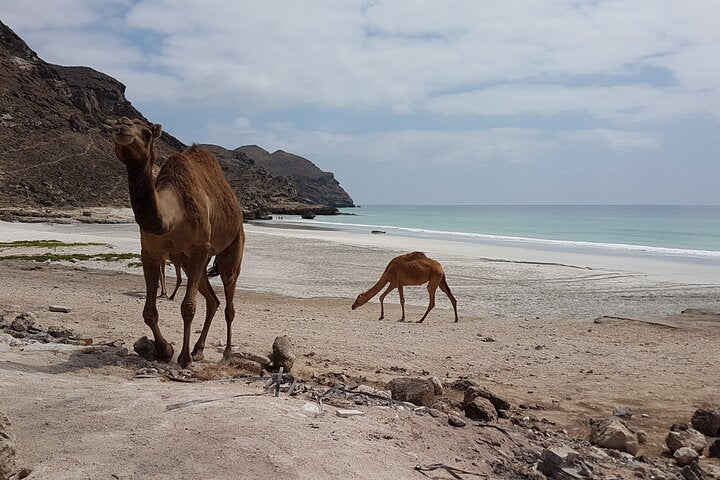 Salalah: Sunset Camel Ride Tour on the Beach