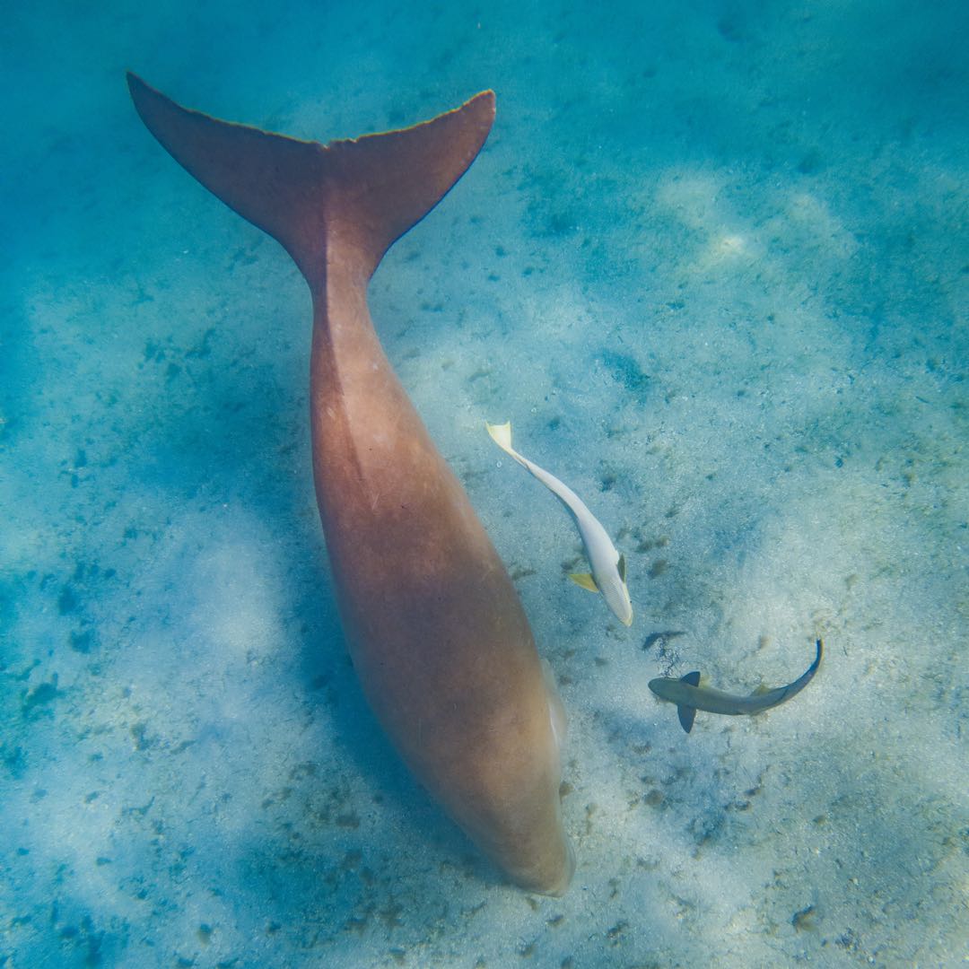Marsa Alam: Öğle Yemeği ile Marsa Mübarek Şnorkelli Dalış Tekne Turu