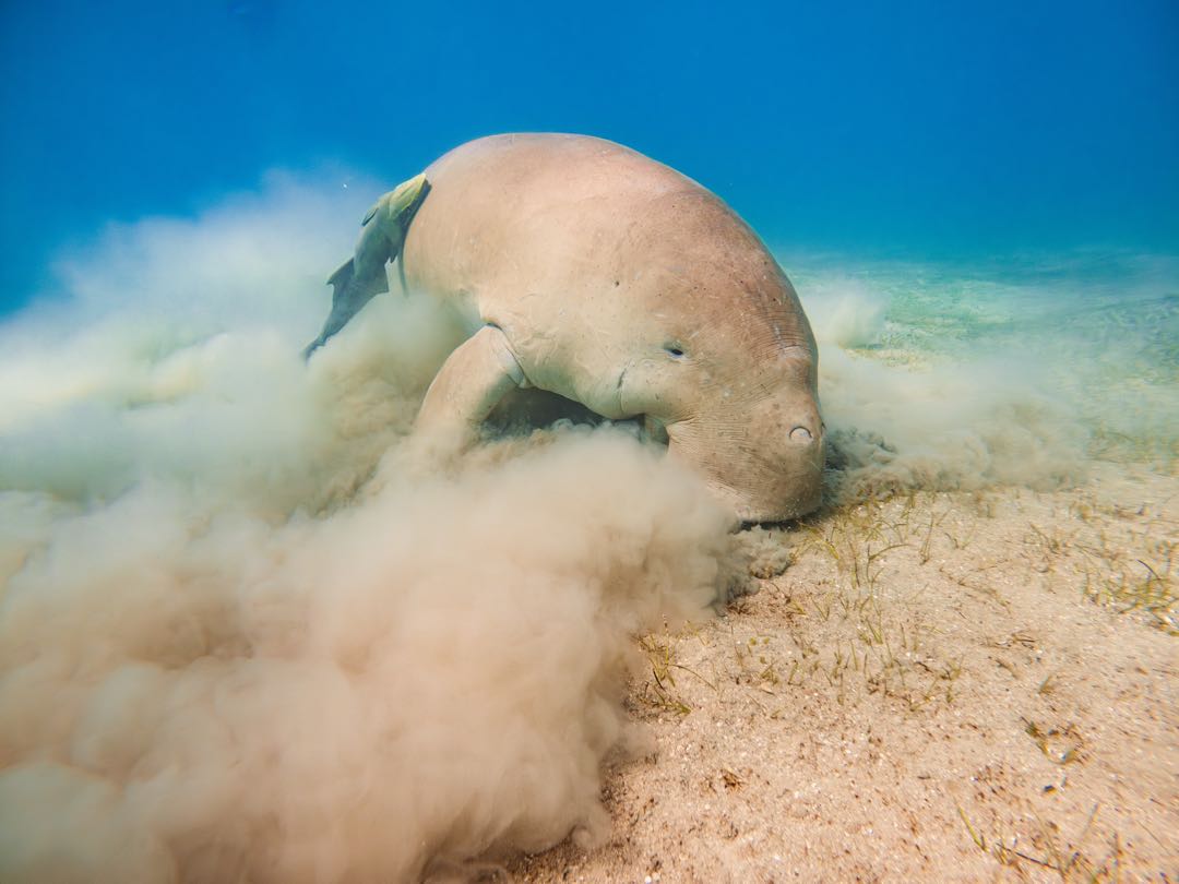 Marsa Alam: Öğle Yemeği ile Marsa Mübarek Şnorkelli Dalış Tekne Turu