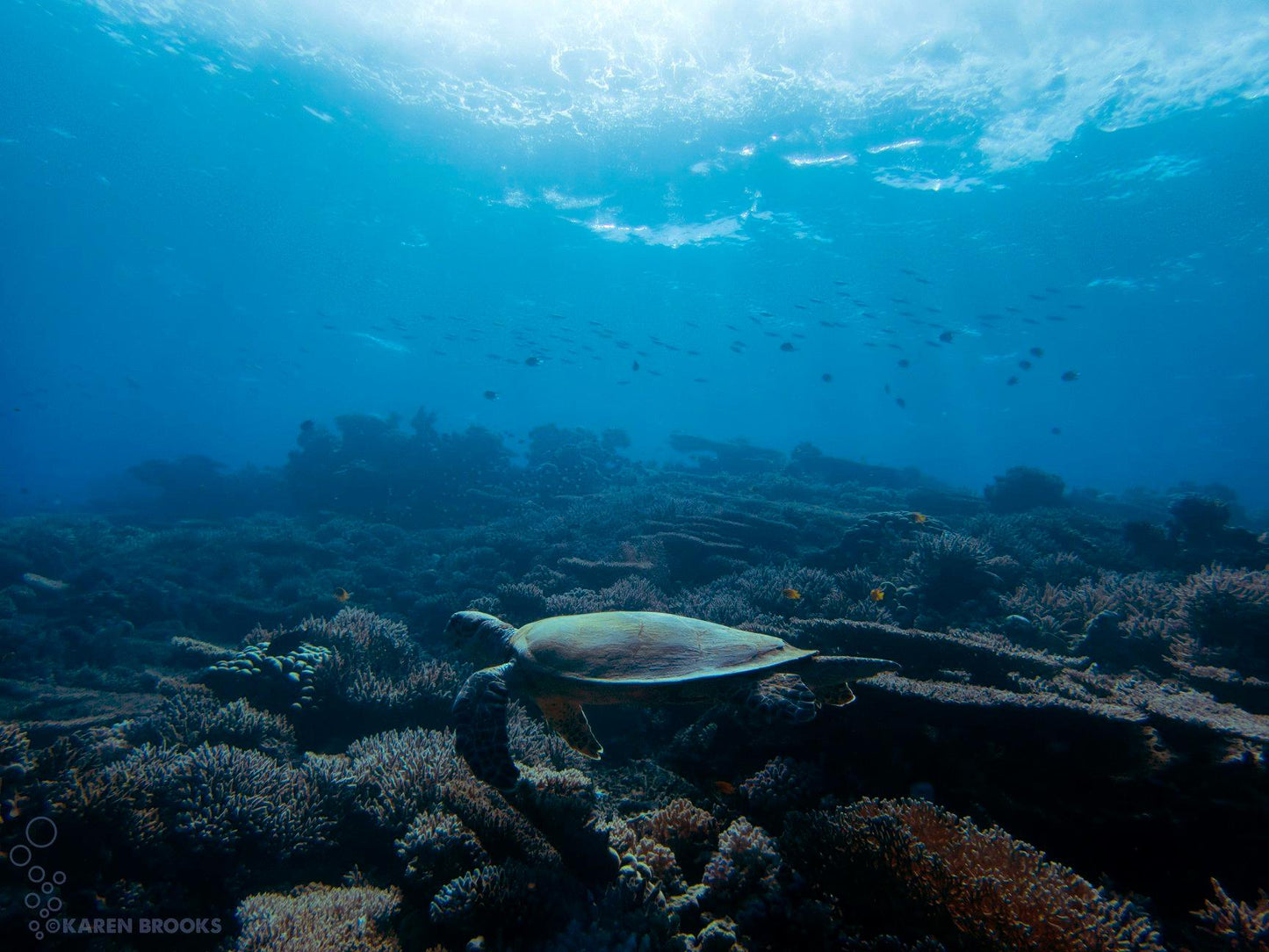 Sharm El Sheikh: Advanced Open Water Diving Course
