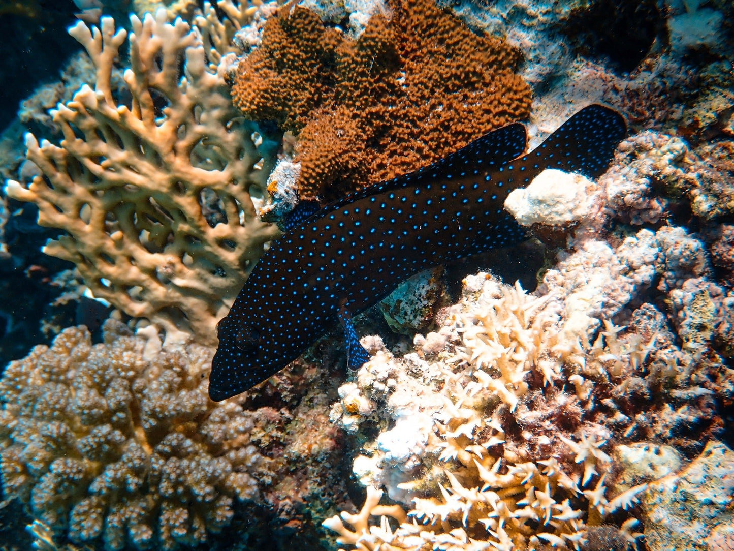 Sharm El Sheikh: Advanced Open Water Diving Course
