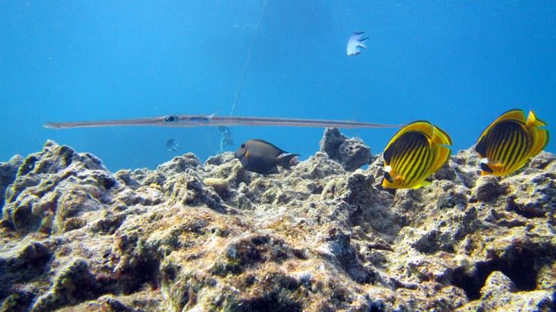 Sharm El Sheikh: Advanced Open Water Diving Course