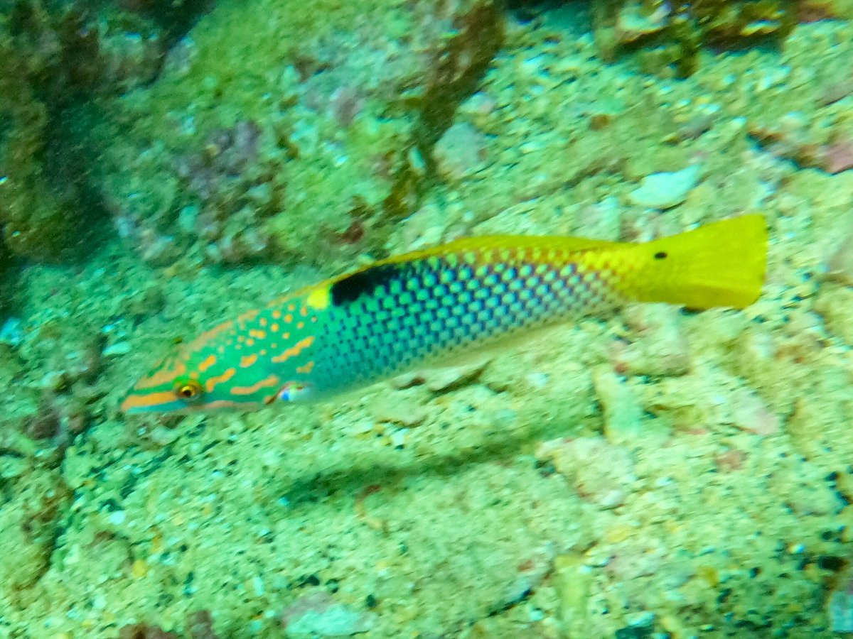 Sharm El Sheikh: Amphora Reef Shore Diving for Certified Divers