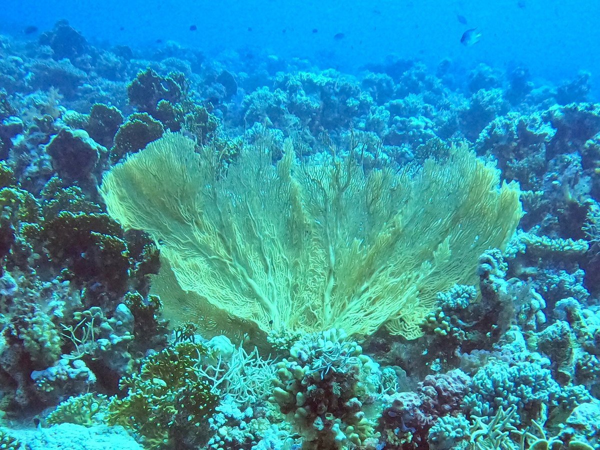 Sharm El Sheikh: Amphora Reef Shore Diving for Certified Divers
