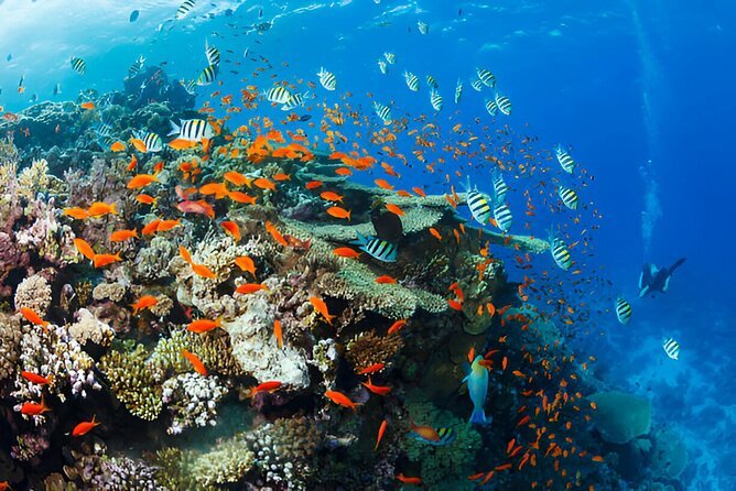 Sharm El Sheikh: Discover Scuba Diving Full - Day PADI Program