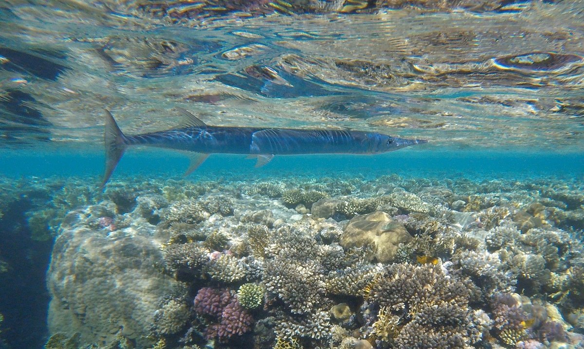 Sharm El Sheikh: Full - Day Ras Mohammed Snorkeling Boat Trip