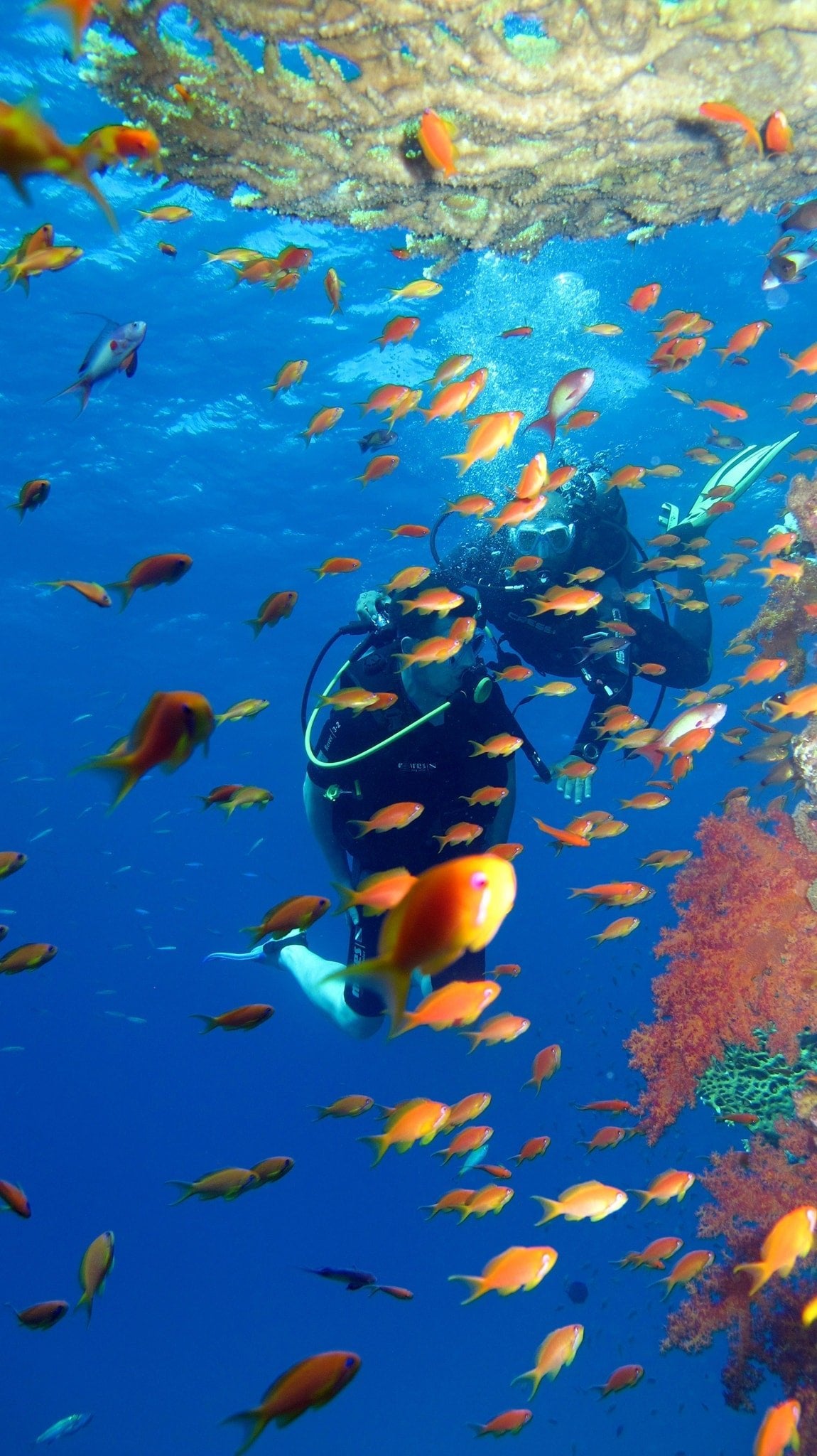 Sharm El Sheikh: Full - Day Ras Mohammed Snorkeling Boat Trip