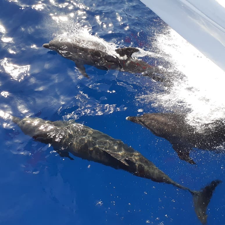 Sharm El Sheikh: Full - Day Ras Mohammed Snorkeling Boat Trip