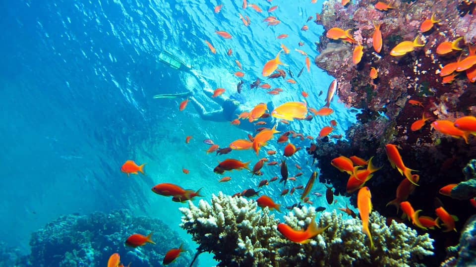 Sharm El Sheikh: Full - Day Ras Mohammed Snorkeling Boat Trip