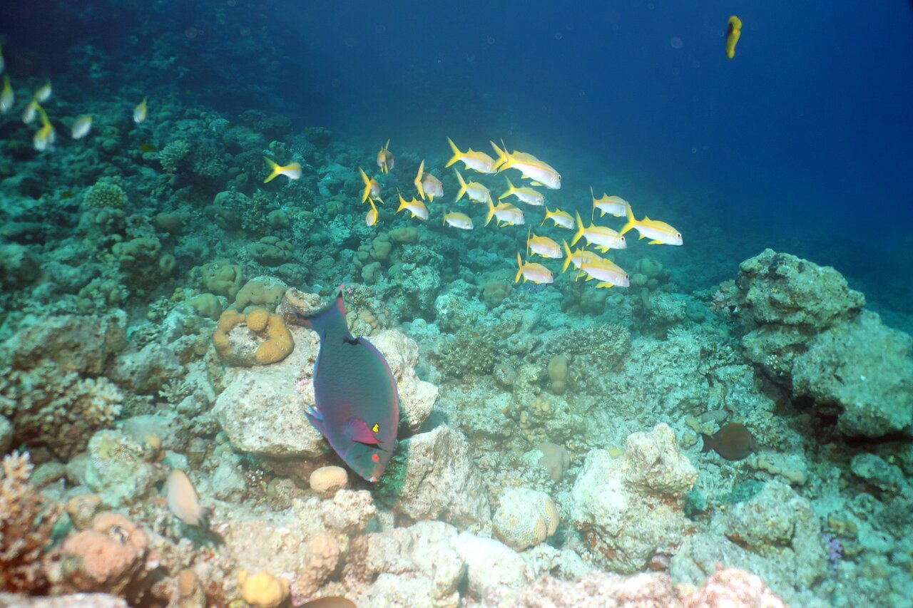Sharm El Sheikh: Introduction to Scuba Diving