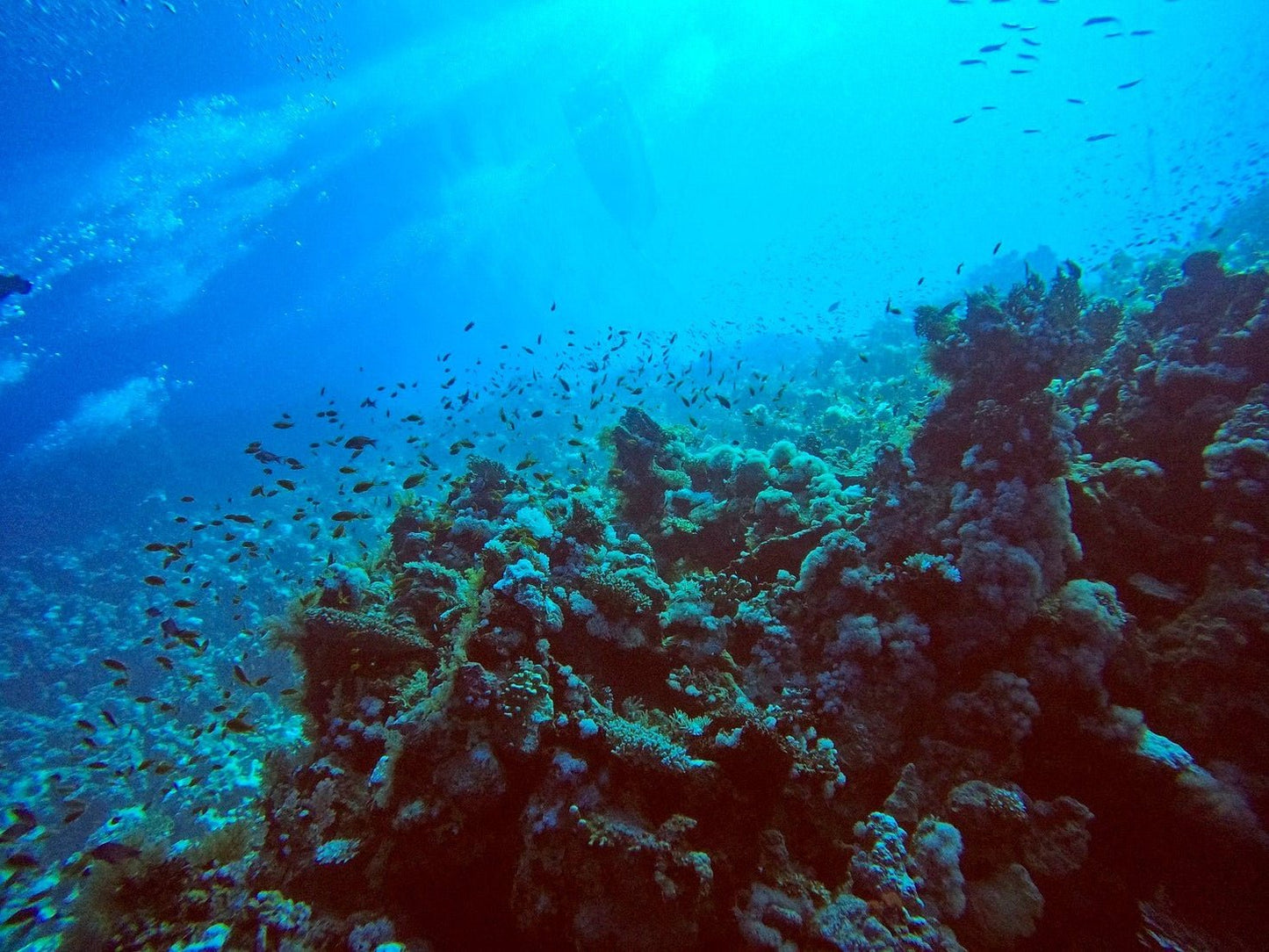 Sharm El Sheikh: Night Dive at Amphora Reef for Certified Divers