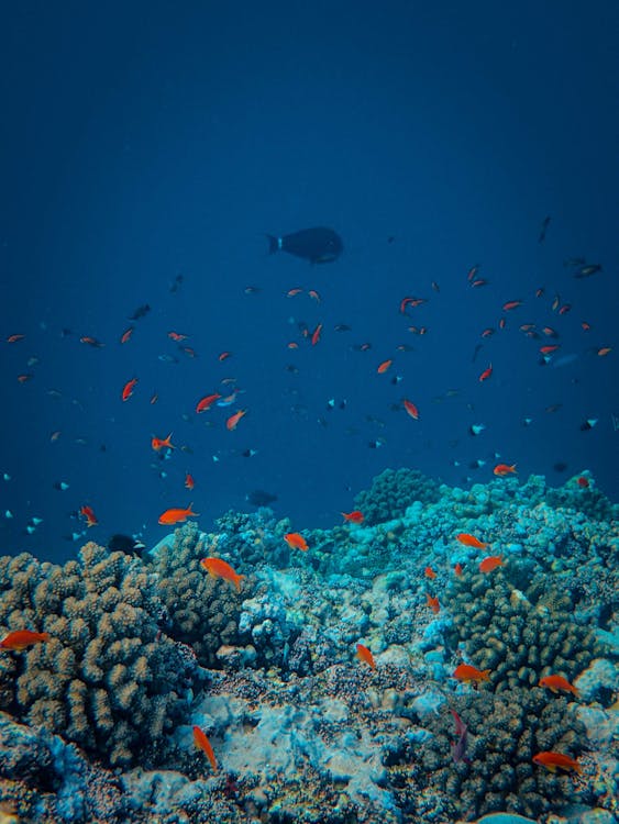 Sharm El Sheikh: Night Dive at Amphora Reef for Certified Divers