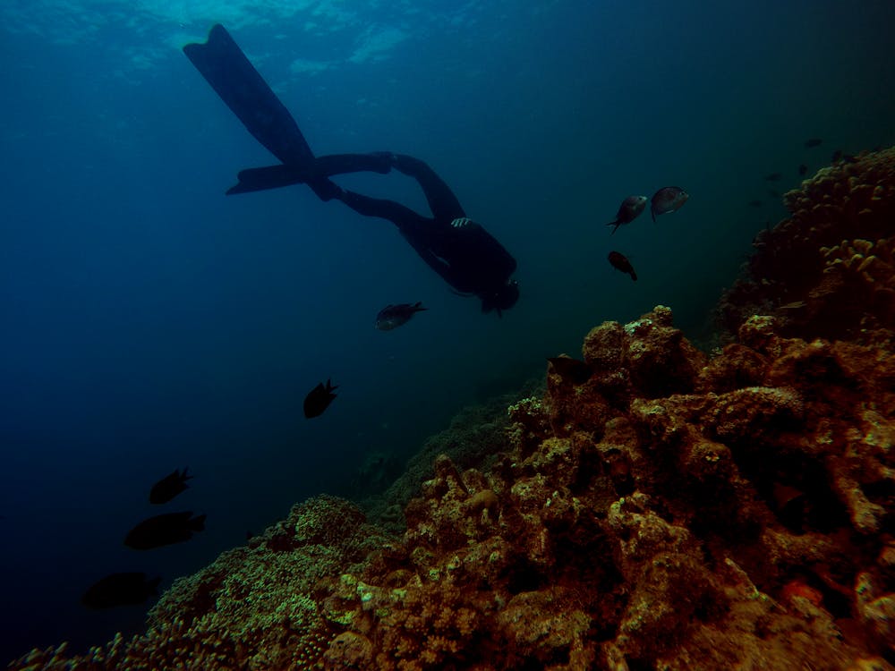 Sharm El Sheikh: Night Dive at Amphora Reef for Certified Divers
