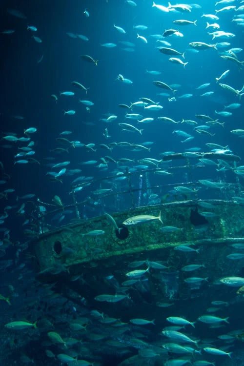 Sharm El Sheikh: Night Dive at Amphora Reef for Certified Divers