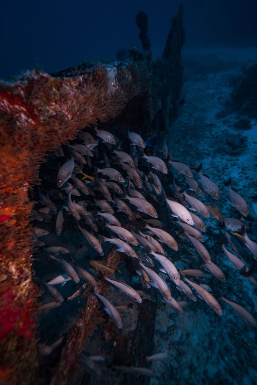 Sharm El Sheikh: Night Dive at Amphora Reef for Certified Divers