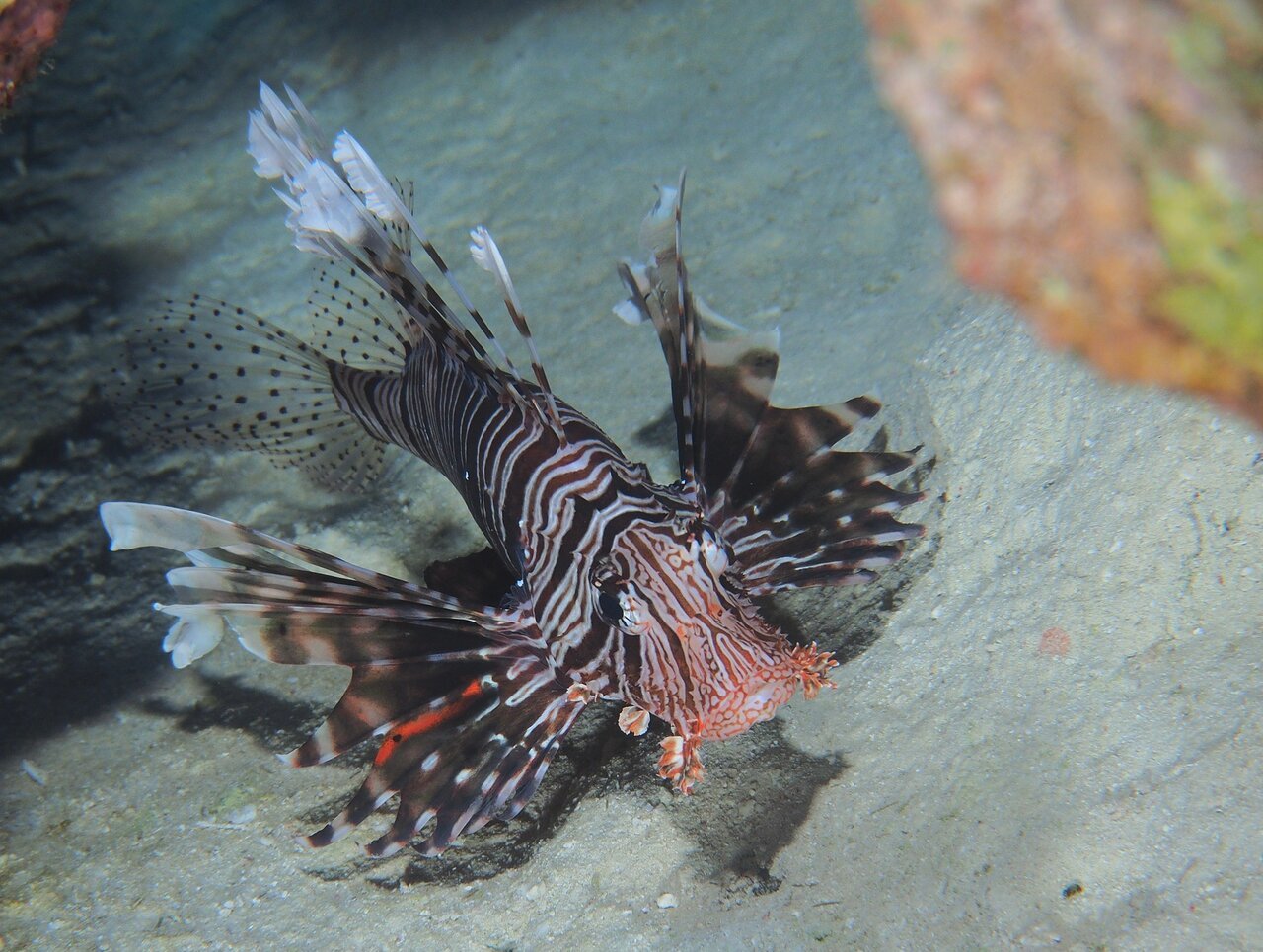 Sharm El Sheikh: PADI Scuba Diving Basics Course